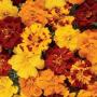 Seminte profesionale Tagetes patula - Craite pitice - imagine 48883